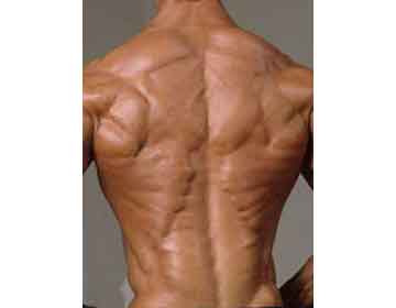 muscle grand dorsal