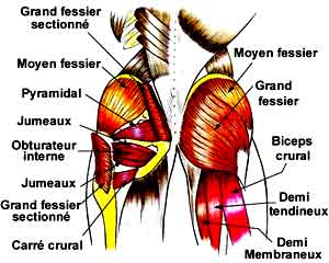 hanche et muscles
