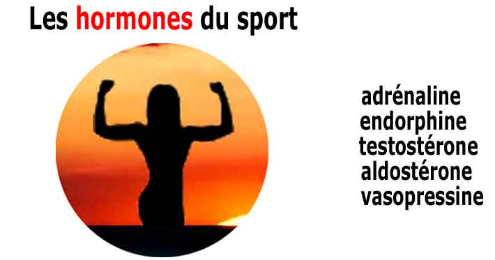 Les hormones du sport, adrénaline, endorphine, testostérone, participent à la régulation de l'effort sportif 