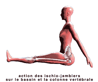 action des ischio-jambiers sur le bassin et la colonne vertebrale
