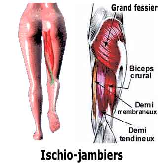 action des muscles ischio-jambiers