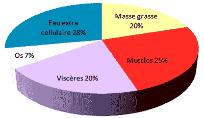 composition corporelle: masse grasse, muscles, viscères, os, eau