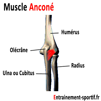 muscle ancone