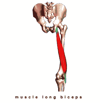 biceps femoral ex biceps crural