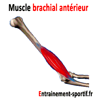 muscle brachial anterieur