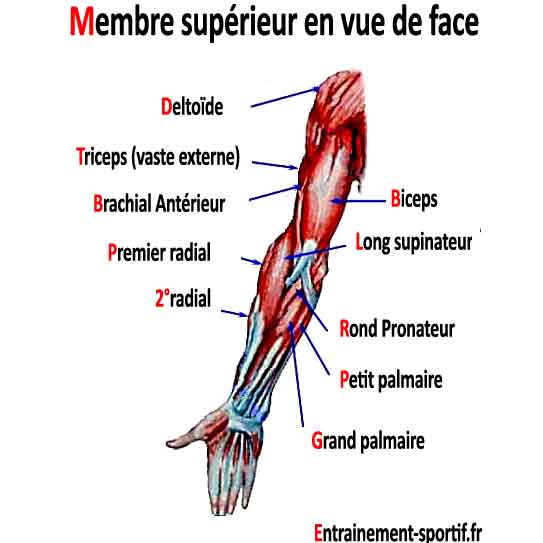 muscle du bras anatomie