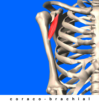 muscle coraco brachial
