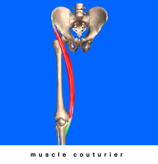 muscle sartorius ou couturier