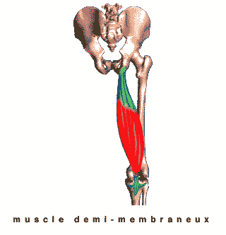 muscle demi-membraneux
