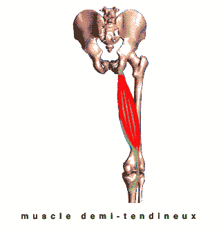 muscle demi tendineux