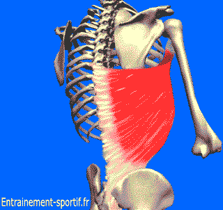 le muscle grand dorsal