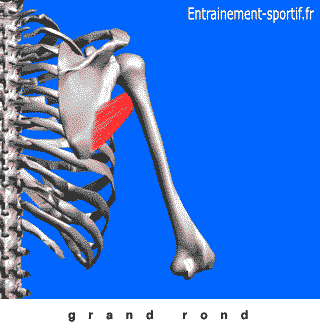 Petit Rond Scapula Anatomie Du Petit Rond JJPHOE