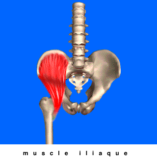 muscle iliaque