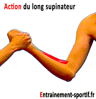 action du long supinateur