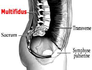 les contractures des muscles du dos sont une des principales causes du mal de dos