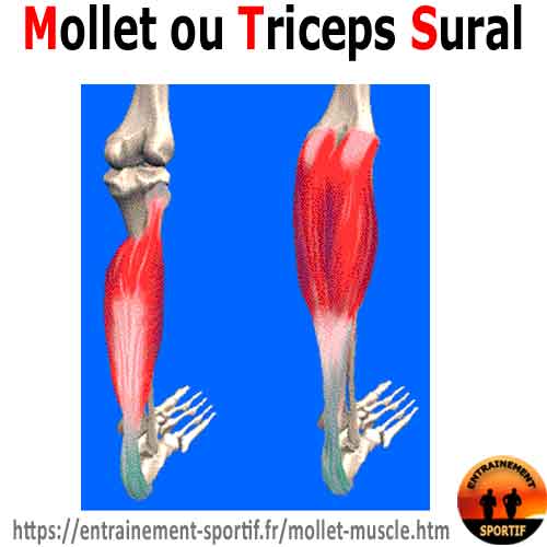 triceps sural muscle du mollet