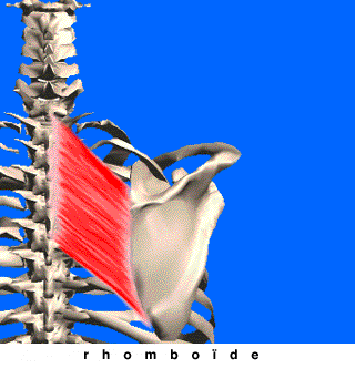 muscle rhomboide