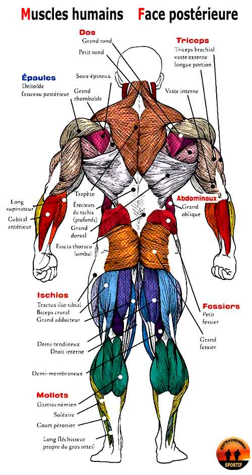 muscles humains face postérieure