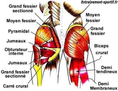 schéma anatomique des muscles des fesses