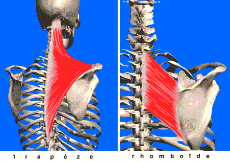 musculation du haut du dos, trapèze et rhomboïde