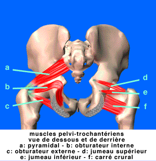 rotation de la hanche
