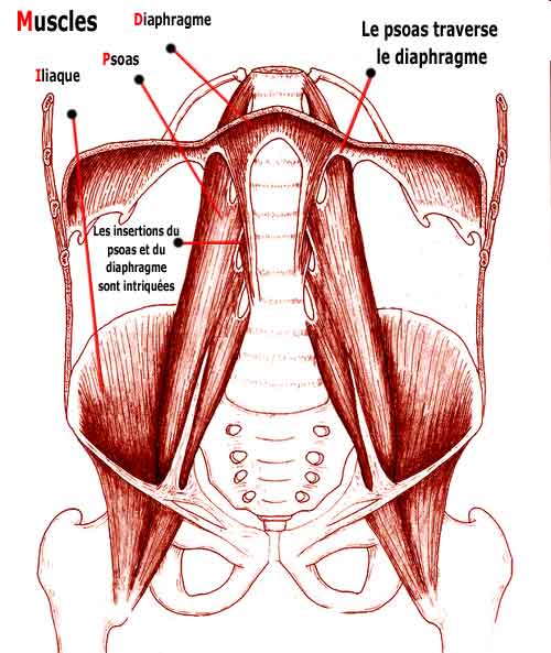 Les insertions musculaires du diaphragme et du psoas sont étroitement intriquées