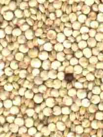quinoa aliment diététique complet