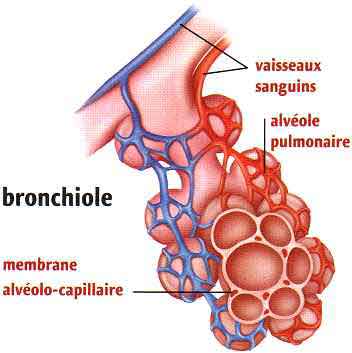 bronchiole et respiration