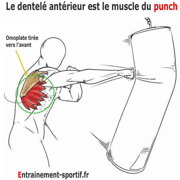 Le dentelé antérieur est le muscle du punch 