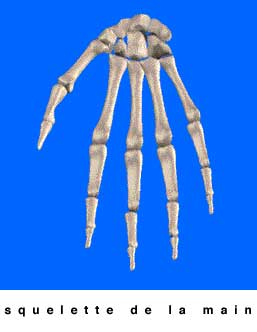 squelette de la main et scaphoïde