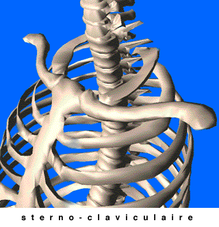 articulation sterno-claviculaire