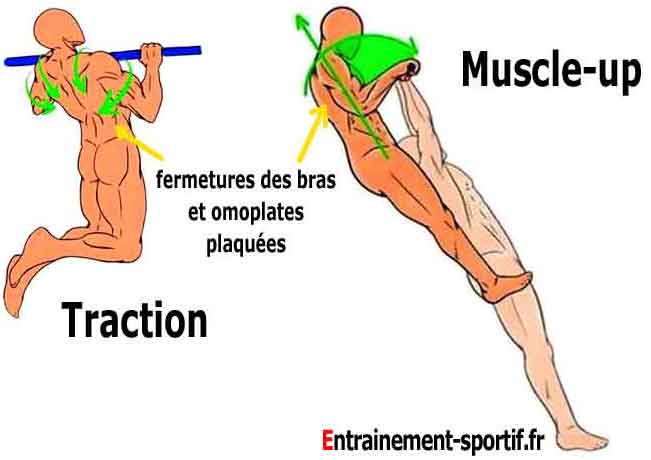 différences et similitudes entre la traction et le muscle up