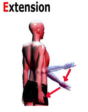 extension du triceps pour retendre la peau des bras