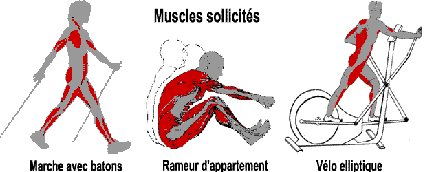 muscles sollicités en vélo elliptique,rameur et marche nordique